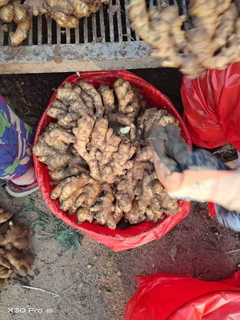 【实力推荐】小黄姜山东小黄姜电商代发货，货源充足