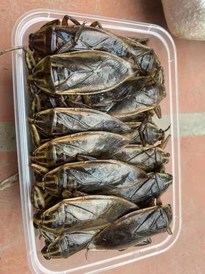 蜂蛹