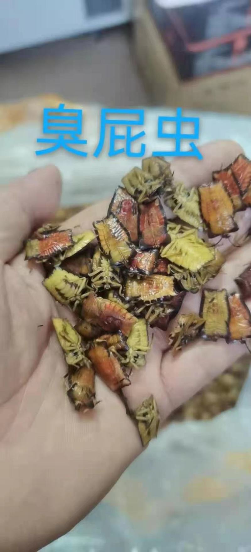 蜂蛹