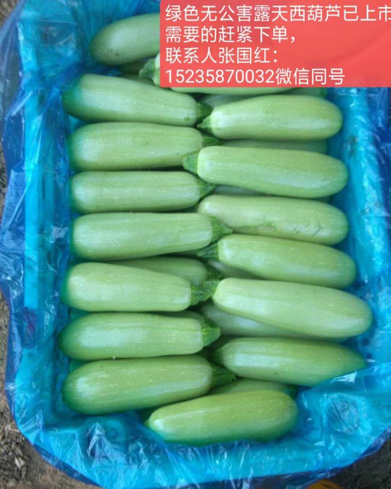 绿皮西葫芦