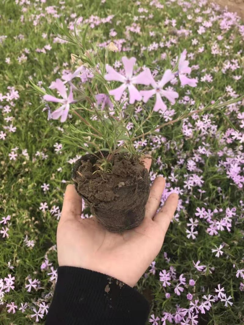 丛生福禄考（芝樱），多年生宿根花卉，基地直销