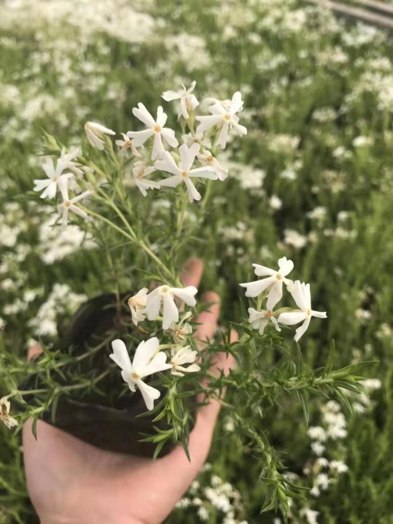 丛生福禄考（芝樱），多年生宿根花卉，基地直销