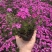 丛生福禄考（芝樱），多年生宿根花卉，基地直销