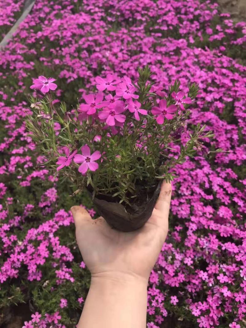 丛生福禄考（芝樱），多年生宿根花卉，基地直销