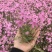 丛生福禄考（芝樱），多年生宿根花卉，基地直销