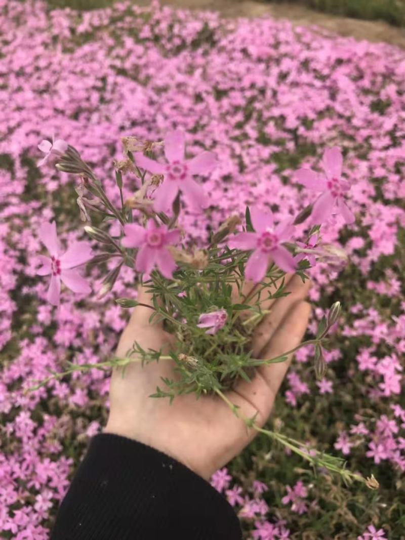 丛生福禄考（芝樱），多年生宿根花卉，基地直销