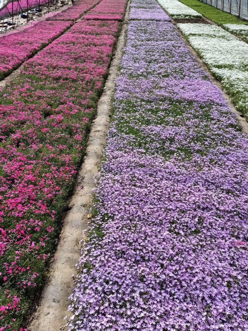 丛生福禄考（芝樱），多年生宿根花卉，基地直销