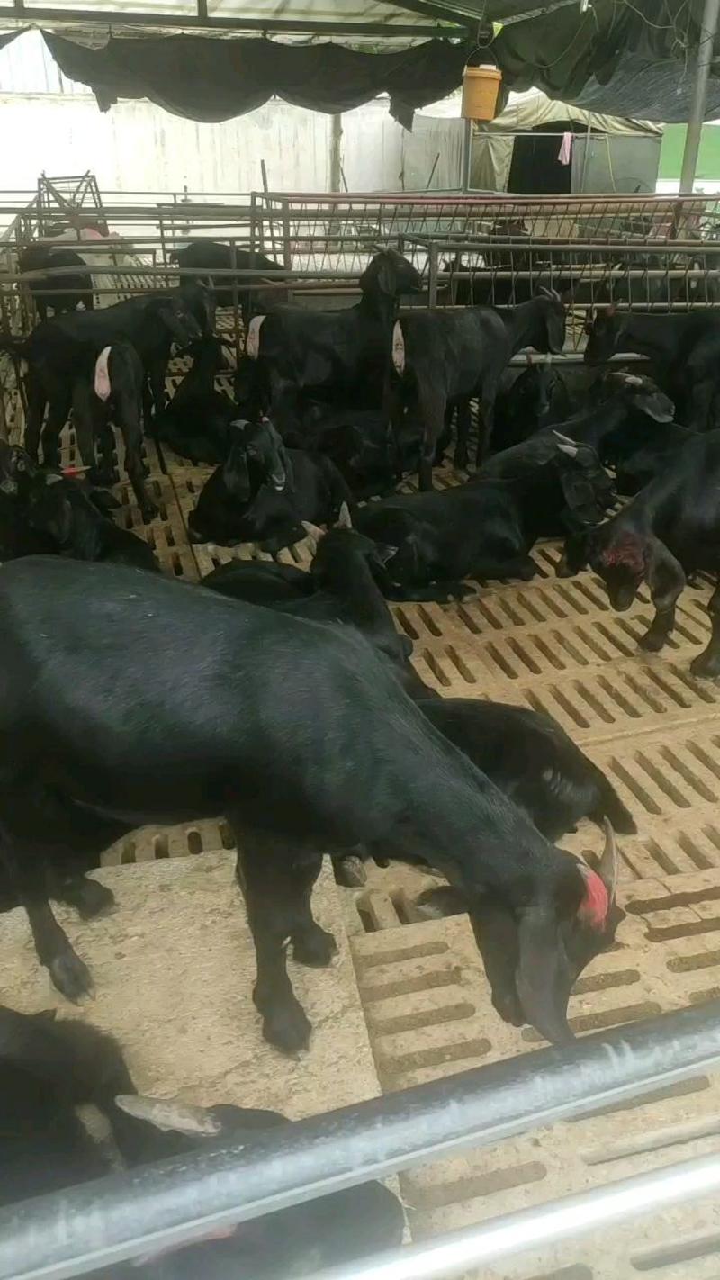 努比亚黑山羊种羊，大耳黑山羊小耳黑山羊黑山羊苗放养圈养