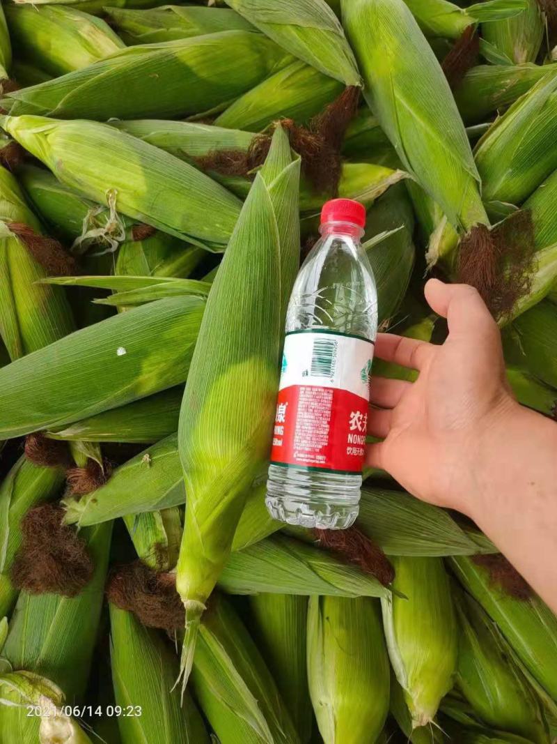万诺两千。密糯二号。每个都八九两，口感好。三十亩地现货