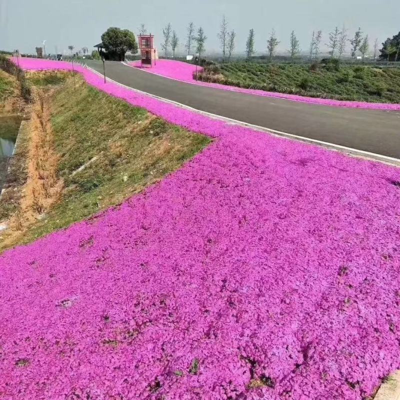 丛生福禄考（芝樱），多年生宿根花卉，基地直销