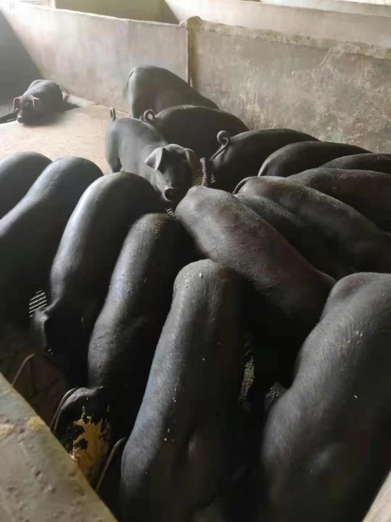 黑猪苗批发价格山东临沂日照黑猪苗价格安徽江苏黑猪崽基地