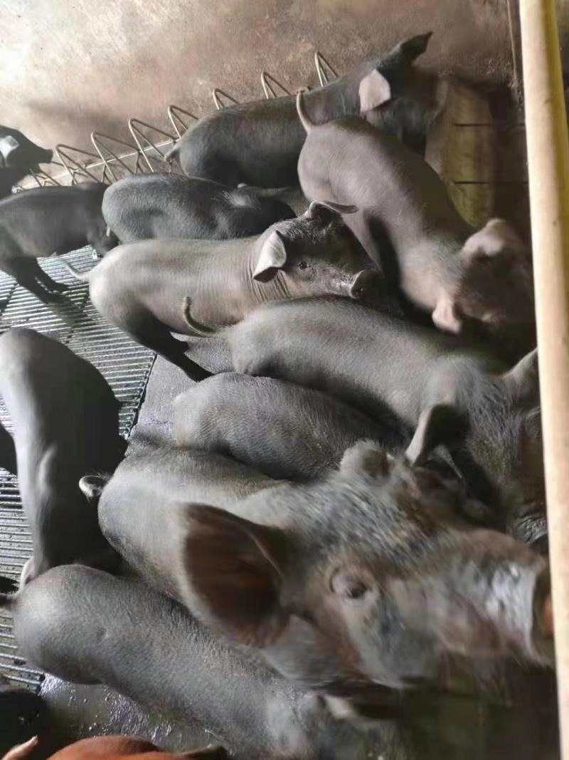 黑猪苗批发价格山东临沂日照黑猪苗价格安徽江苏黑猪崽基地