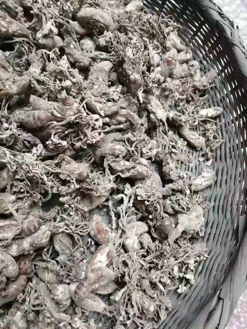 金蝉花新货竹林地出品2023鲜货质优价廉
