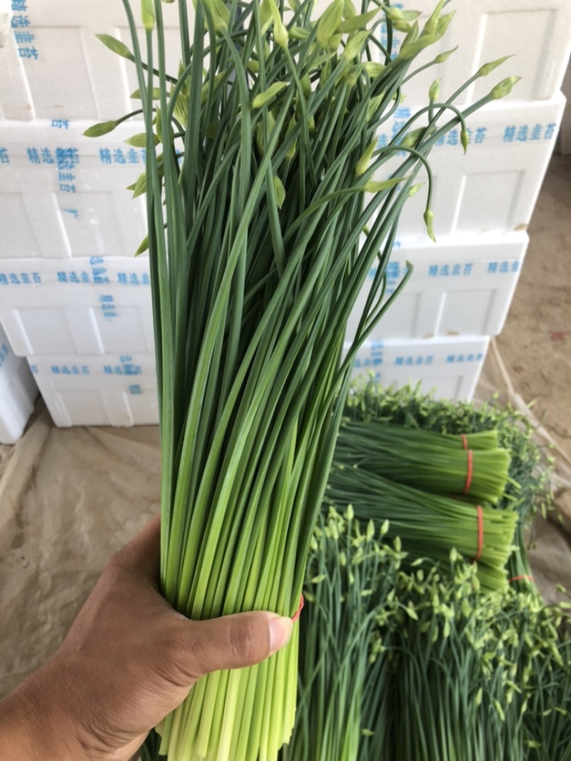 精品韭苔，大量供应中，欢迎各地老板前来选购。