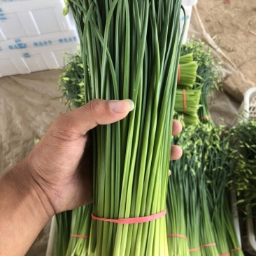 精品韭苔,大量供应中,欢迎各地老板前来选购。