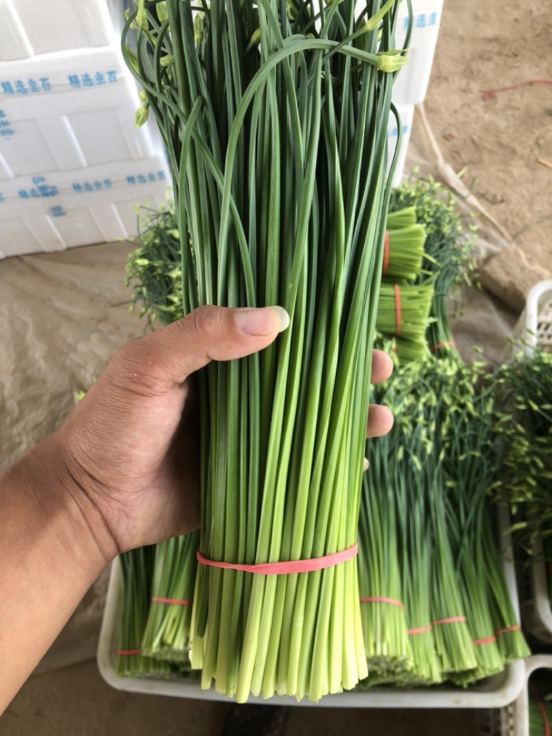 精品韭苔，大量供应中，欢迎各地老板前来选购。