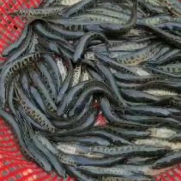 乌鱼苗经过驯化吃饲料的，抗病能力强，规格齐全，欢迎客下单