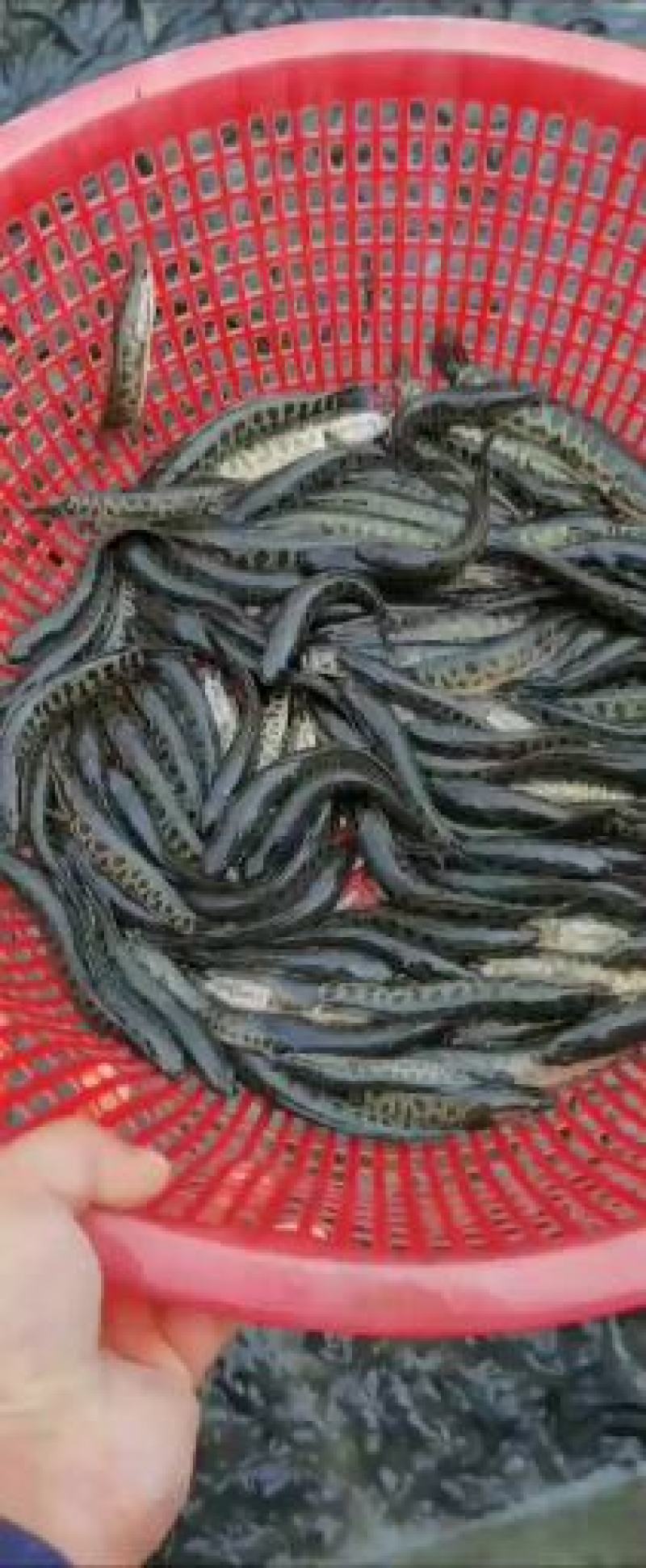 乌鱼苗经过驯化吃饲料的，抗病能力强，规格齐全，欢迎客下单