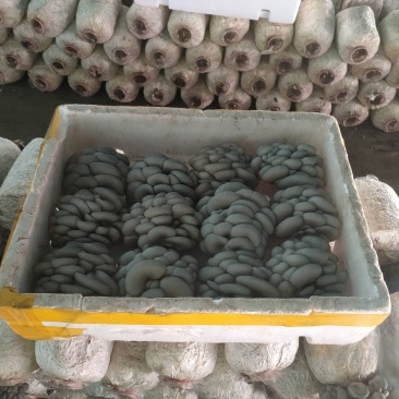 精品反季节黑平菇大量上市，欢迎采购