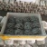 精品反季节黑平菇大量上市，欢迎采购