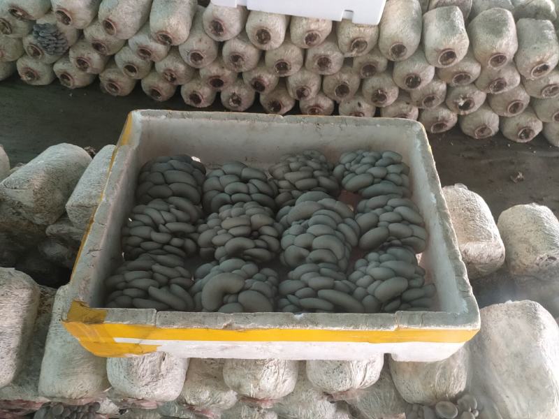 精品反季节黑平菇大量上市，欢迎采购