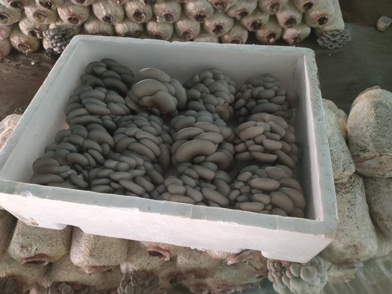 精品反季节黑平菇大量上市，欢迎采购