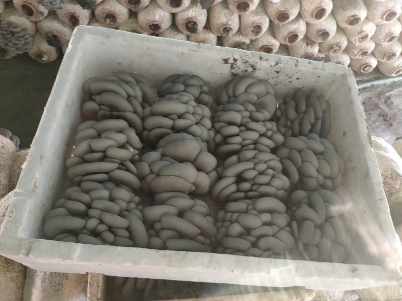 精品反季节黑平菇大量上市，欢迎采购
