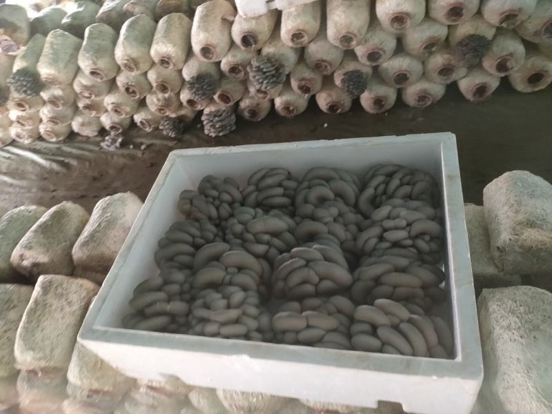 精品反季节黑平菇大量上市，欢迎采购