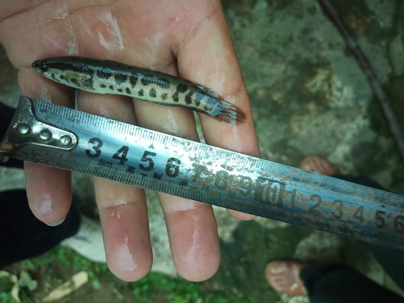 乌鱼苗经过驯化吃饲料的，抗病能力强，规格齐全，欢迎客下单