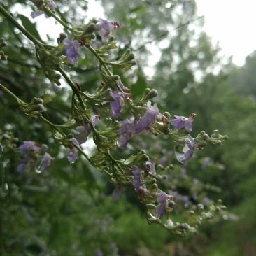 荆条蜂蜜