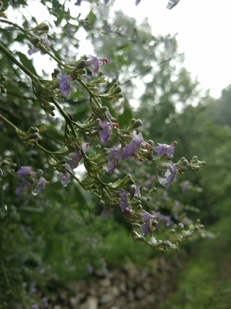 荆条蜂蜜