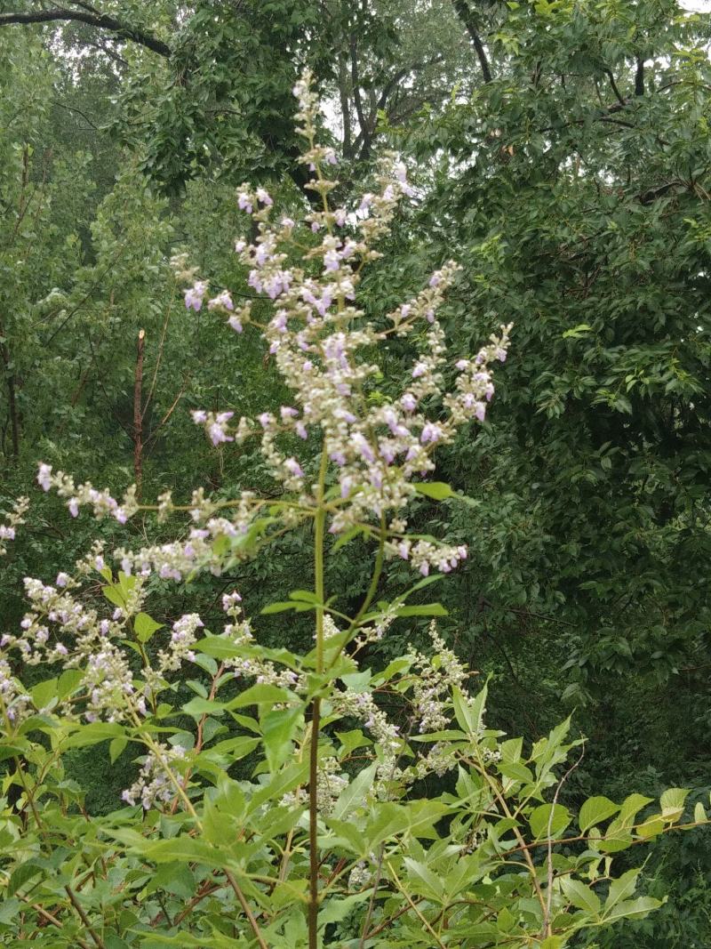 荆条蜂蜜