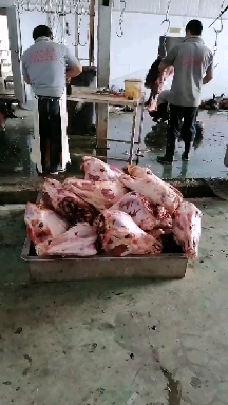 鲜冻马头，带皮的，扒皮的，大量有货，需要的提前联系