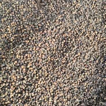 野生冷背中药材水翁花无硫质量非常好批发零售