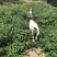 波尔山羊，努比亚山羊，放养山羊，努比亚山羊养殖场，黑山羊