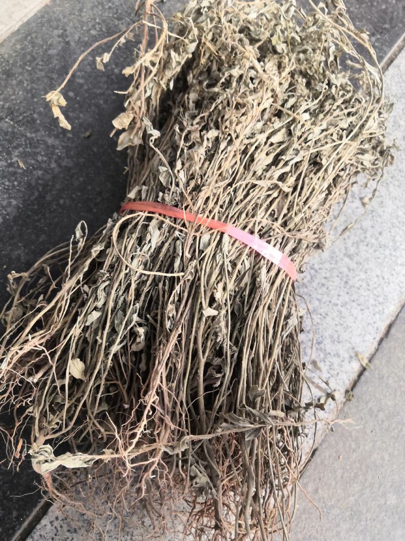 野生冷背中药材紫背金牛金不换无硫质量好批发零售