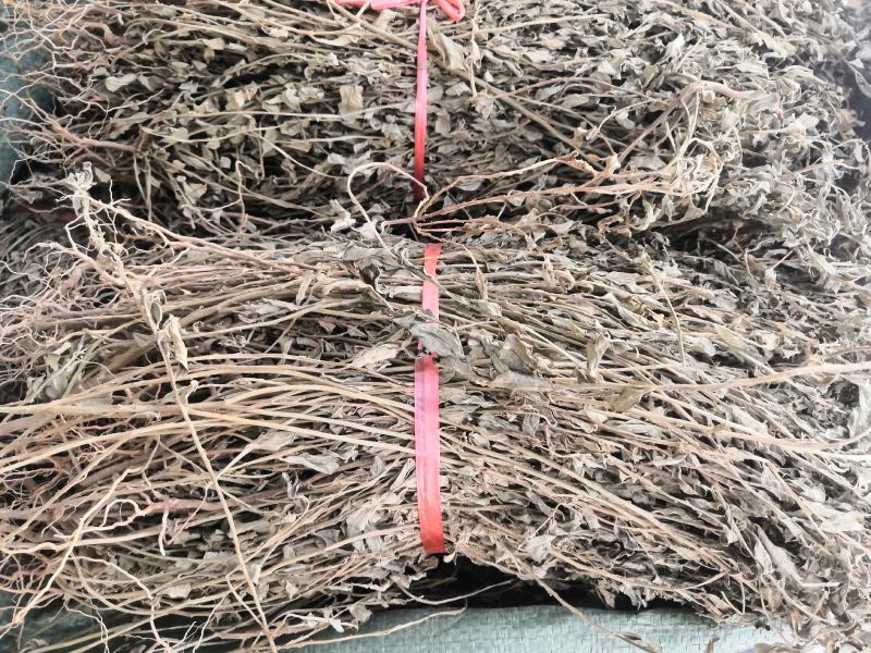 野生冷背中药材紫背金牛金不换无硫质量好批发零售