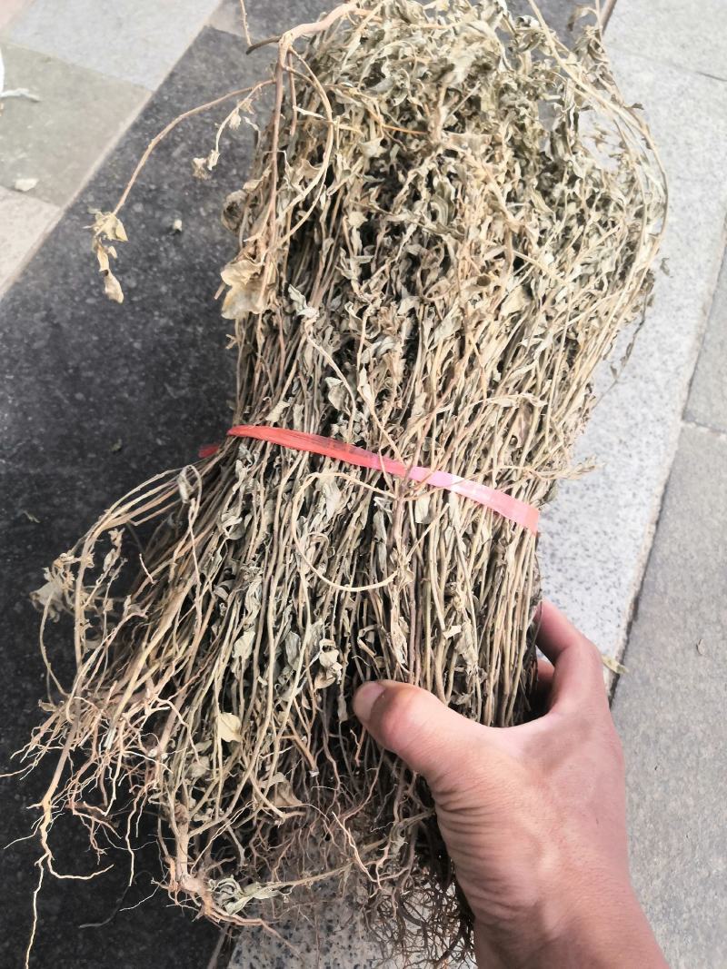 野生冷背中药材紫背金牛金不换无硫质量好批发零售