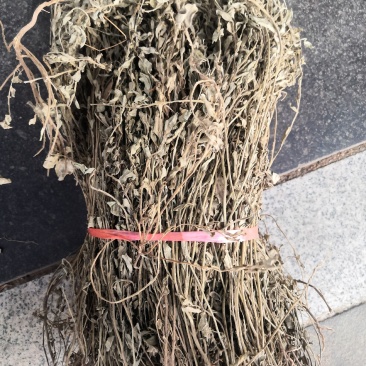 野生冷背中药材紫背金牛金不换无硫质量好批发零售