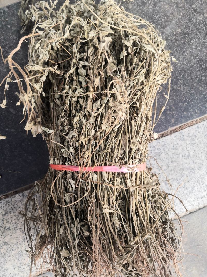 野生冷背中药材紫背金牛金不换无硫质量好批发零售