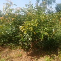 牛油果大苗供应