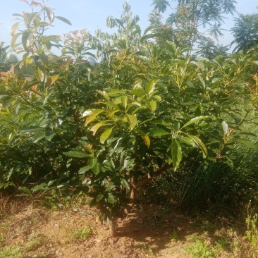 牛油果大苗供应