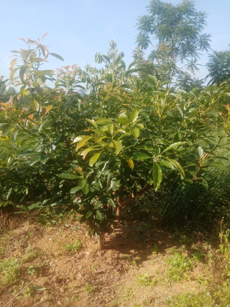 牛油果大苗供应