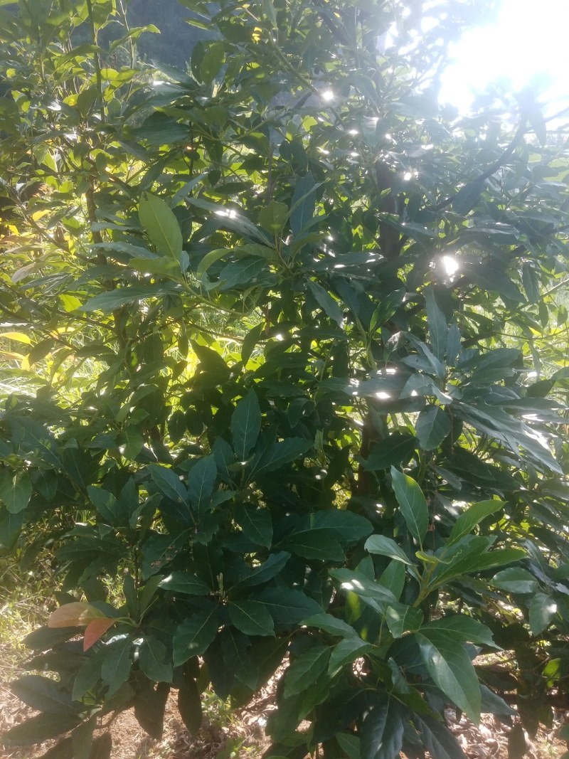 牛油果大苗供应