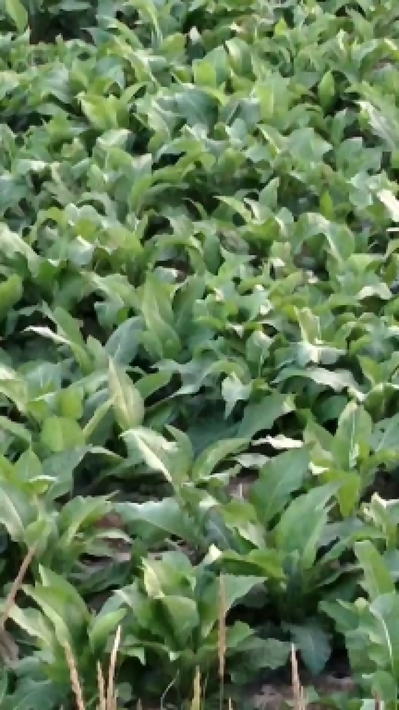 中药材