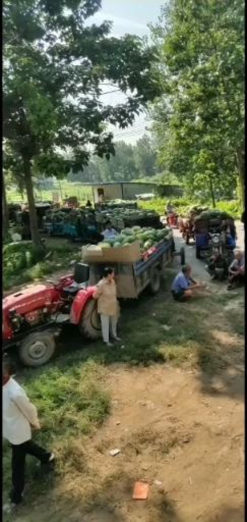 @太康县树齐农副产品收购，花长瓜大量上市中。欢迎客商订购