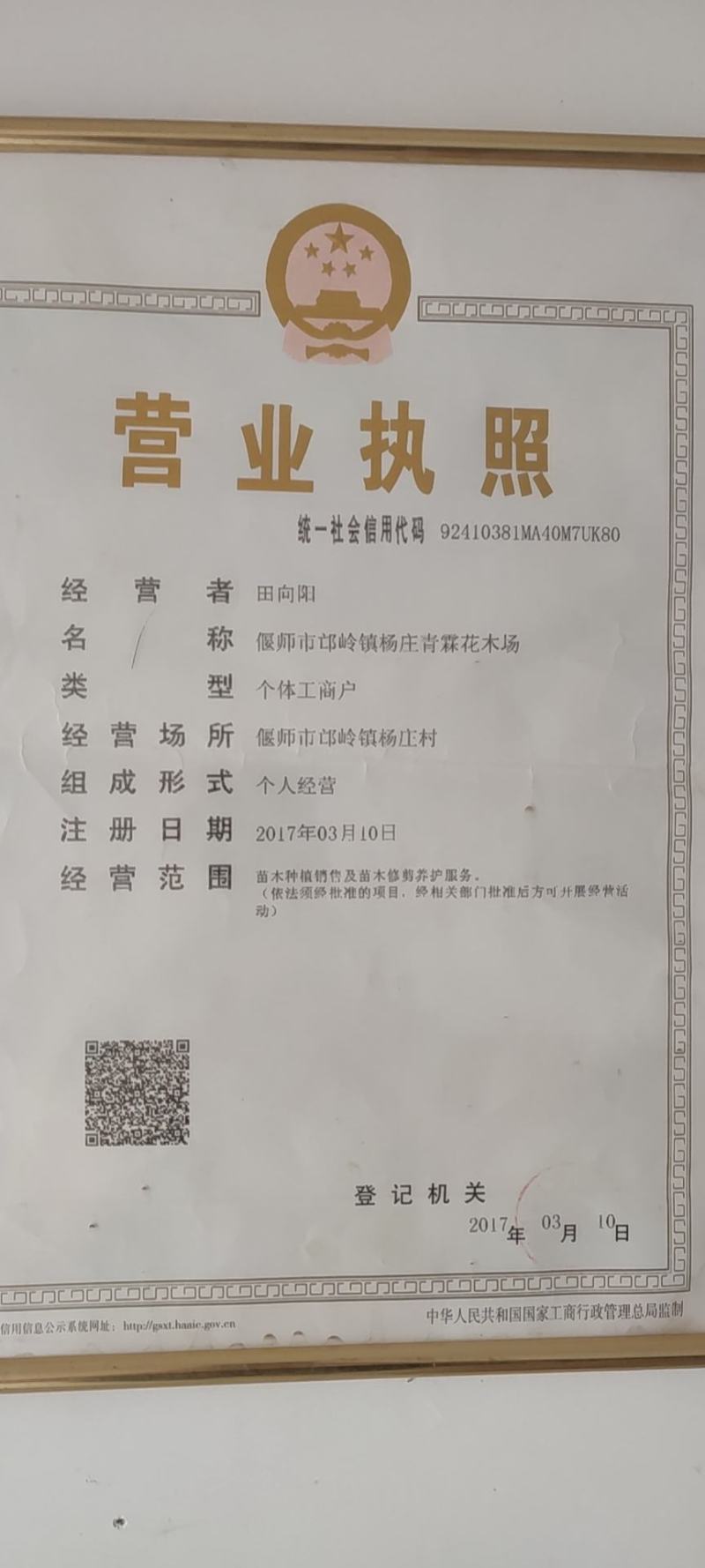 大叶黄杨