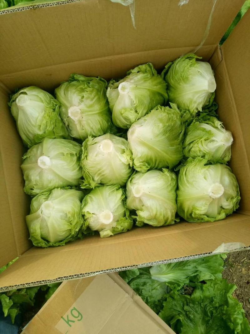 太白县高山天然、绿色球形生菜大量上市，品质优，口感好！