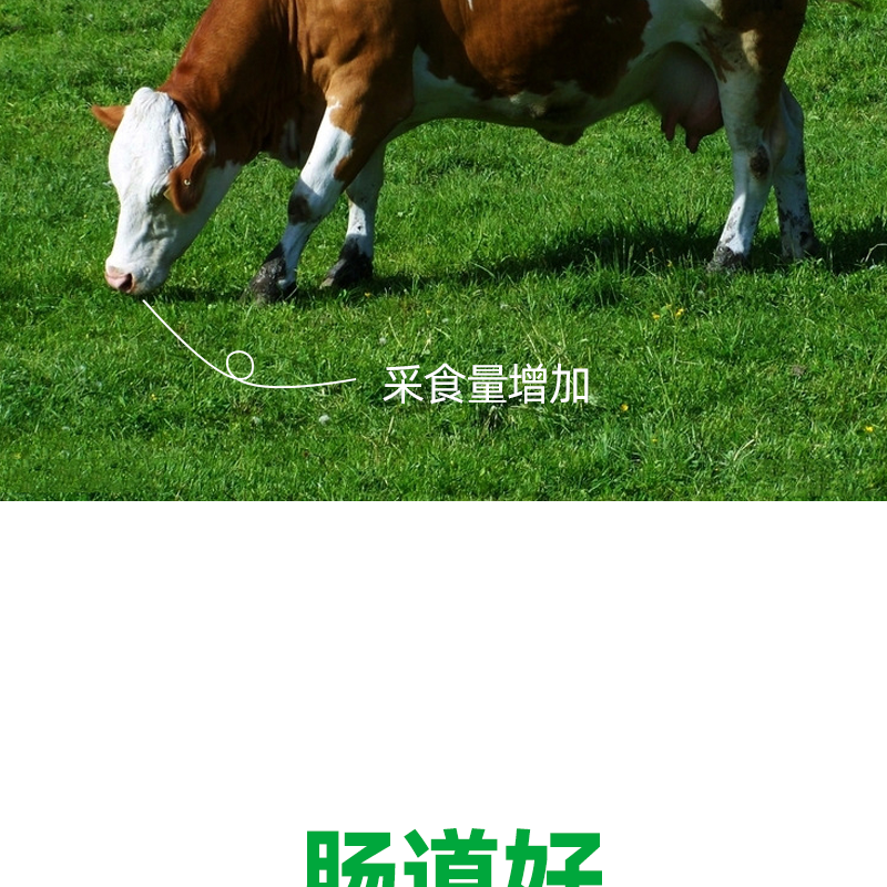 增强牛胃动力，促进反刍，调理肠胃，健胃增食，顺气消涨