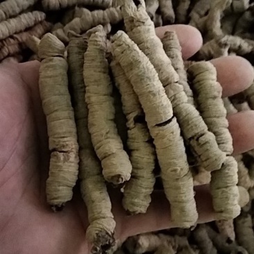 足干抽心巴戟天肉抽心巴戟天